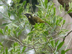 Meliphaga lewinii