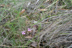 Tetratheca juncea
