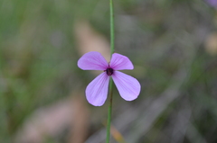 Tetratheca juncea