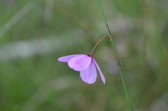 Tetratheca juncea
