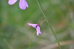 Tetratheca juncea