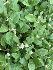 Alternanthera