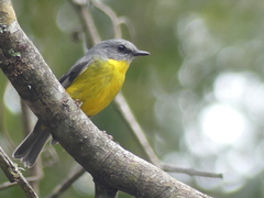 Eopsaltria australis