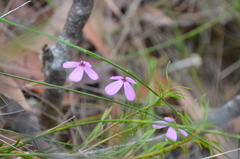 Tetratheca juncea