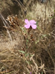 Dianthus borbasii