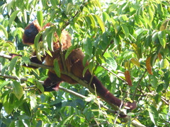 Alouatta macconnelli