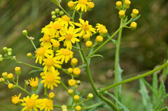 Senecio pterophorus