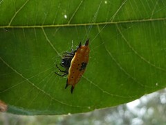 Gasteracantha quadrispinosa