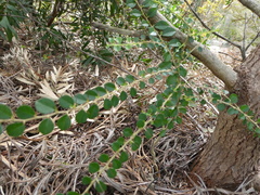 Maclura cochinchinensis