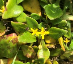 Tetragonia implexicoma