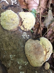 Fomitopsis pinicola