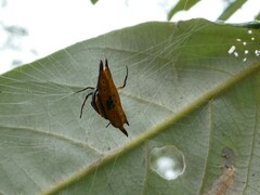 Gasteracantha quadrispinosa