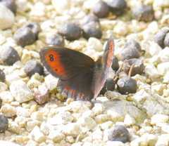 Erebia pronoe