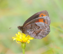 Erebia pronoe