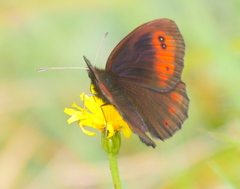 Erebia pronoe