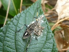 Poecilometis strigatus