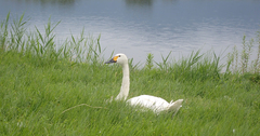 Cygnus columbianus bewickii