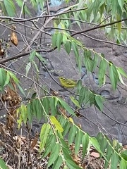 Phylloscopus ricketti