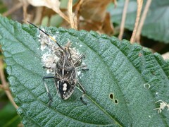 Poecilometis strigatus