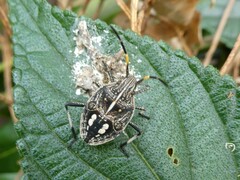 Poecilometis strigatus