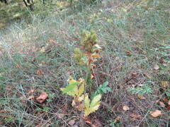 Potentilla longifolia