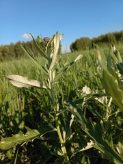 Cirsium arvense vestitum