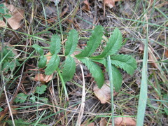 Potentilla longifolia