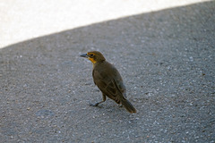 Xanthocephalus xanthocephalus