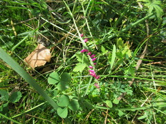 Spiranthes australis
