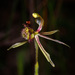 Caladenia barbarossa - Photo 由 Cal Wood 所上傳的 (c) Cal Wood，保留部份權利CC BY