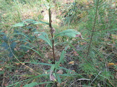 Solidago dahurica