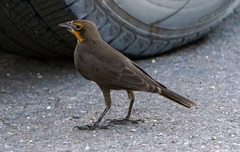 Xanthocephalus xanthocephalus