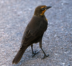 Xanthocephalus xanthocephalus