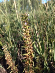Dracocephalum thymiflorum