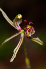 Caladenia barbarossa
