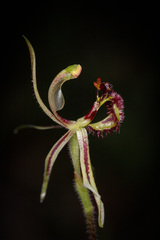 Caladenia barbarossa