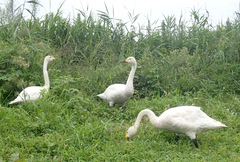 Cygnus columbianus bewickii