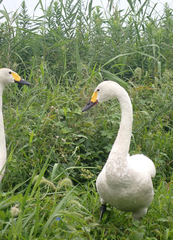 Cygnus columbianus bewickii