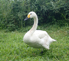 Cygnus columbianus bewickii