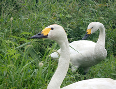 Cygnus columbianus bewickii