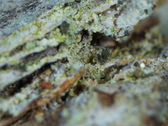 Microcalicium disseminatum