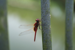 Urothemis signata
