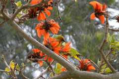 Ploceus capensis