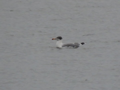 Ichthyaetus ichthyaetus