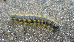 Phalera flavescens