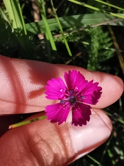 Dianthus deltoides
