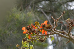 Ploceus capensis