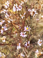 Galatella angustissima