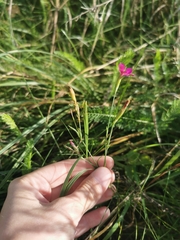 Dianthus deltoides