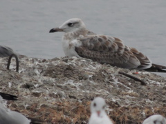 Ichthyaetus ichthyaetus